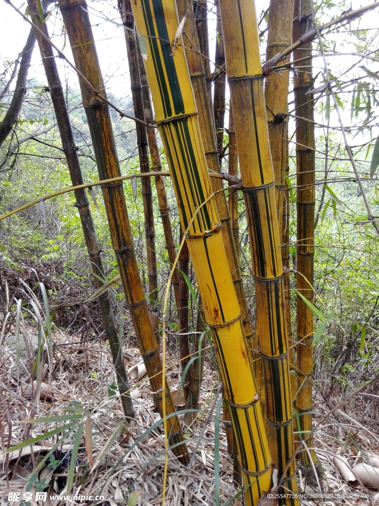 竹