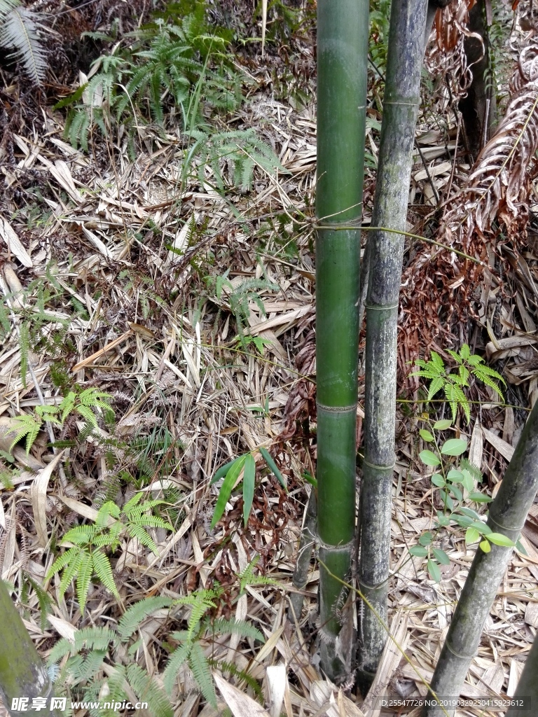 竹