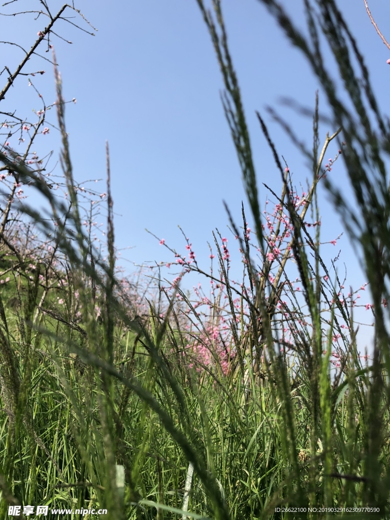 青草素材