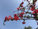 桃花素材