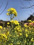 油菜花素材