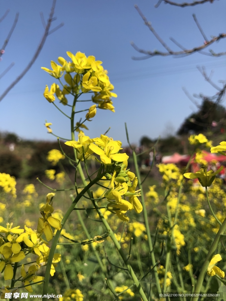 油菜花素材