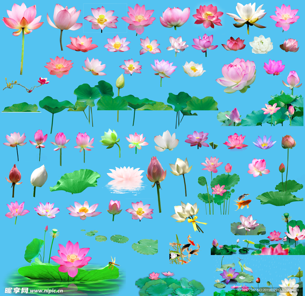 荷花
