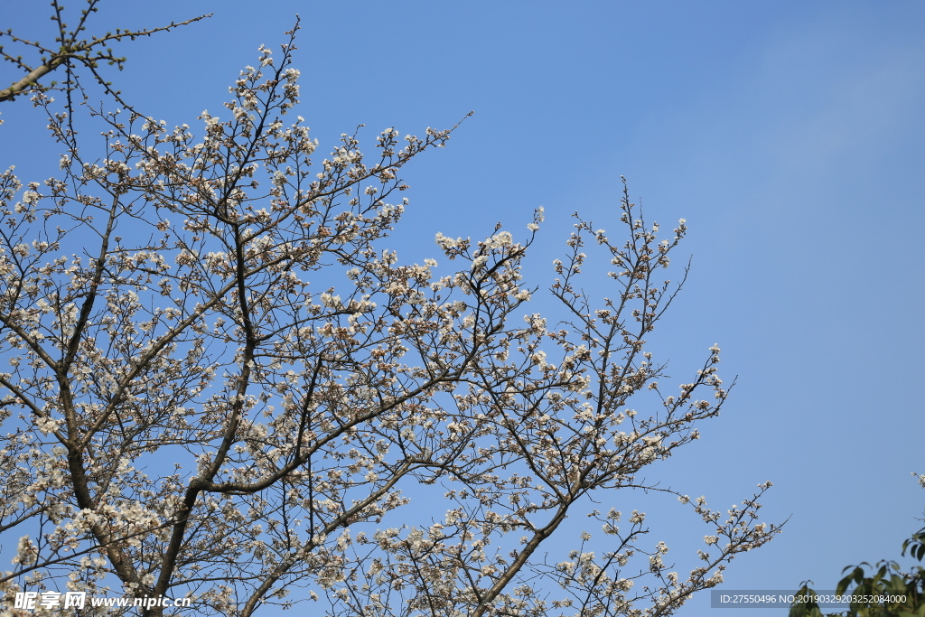 樱花