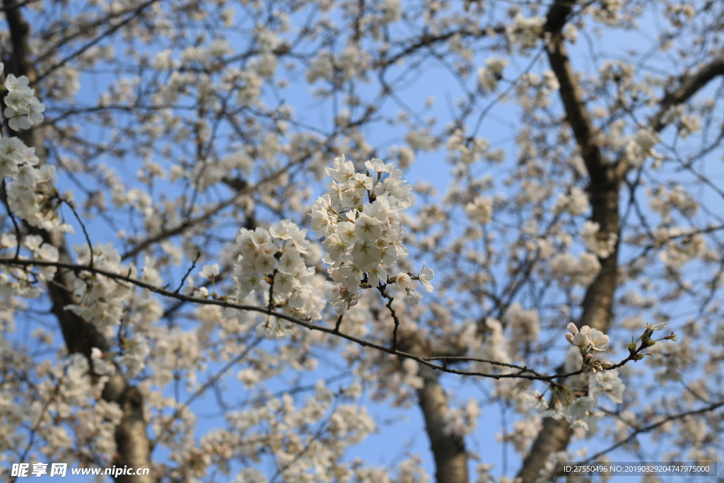 樱花