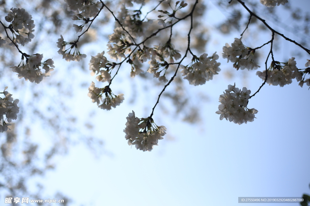 樱花