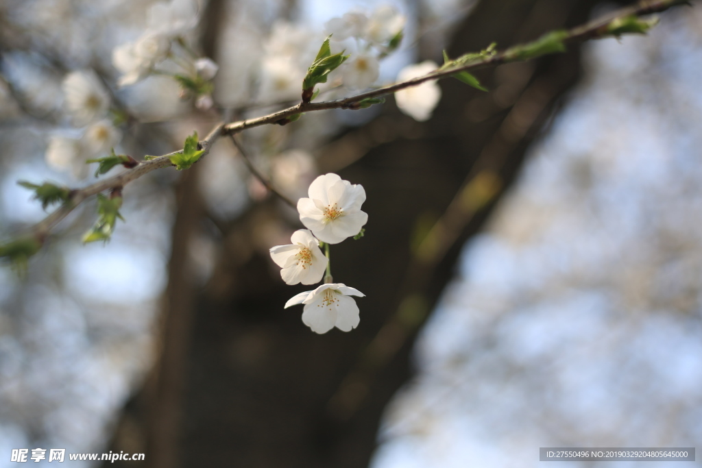 樱花