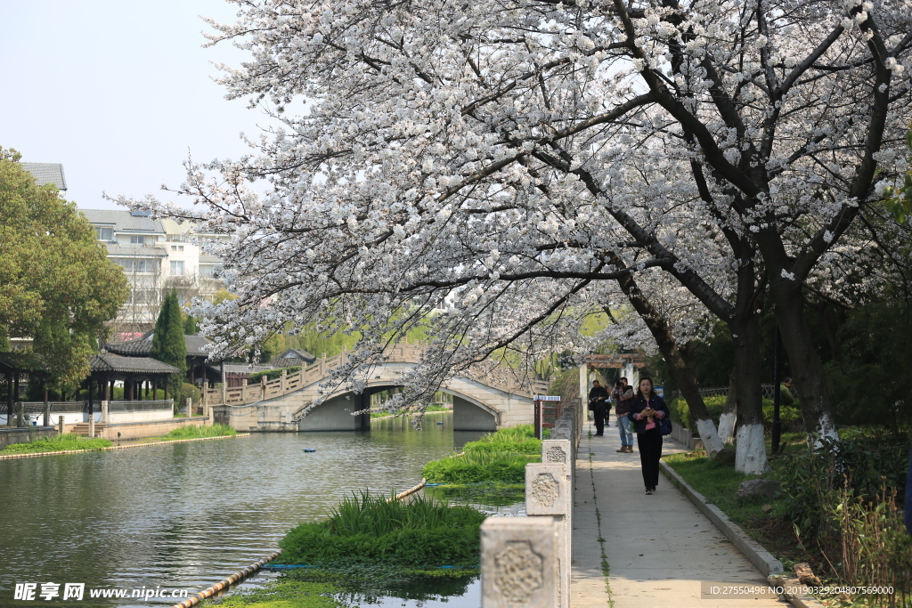 樱花树