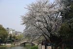 樱花树