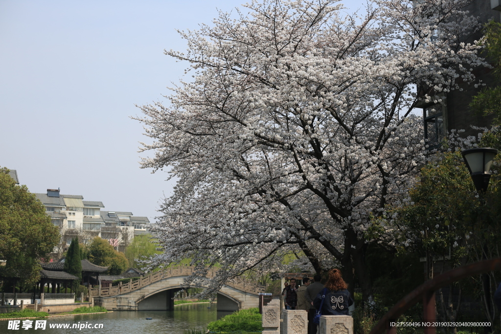 樱花树