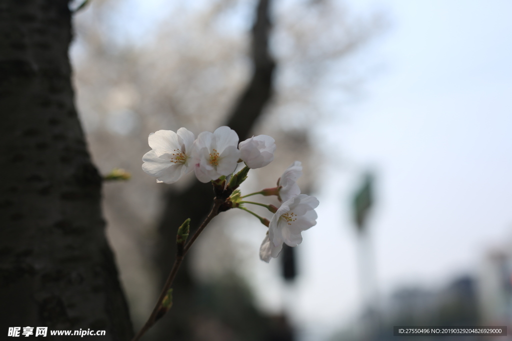 樱花树