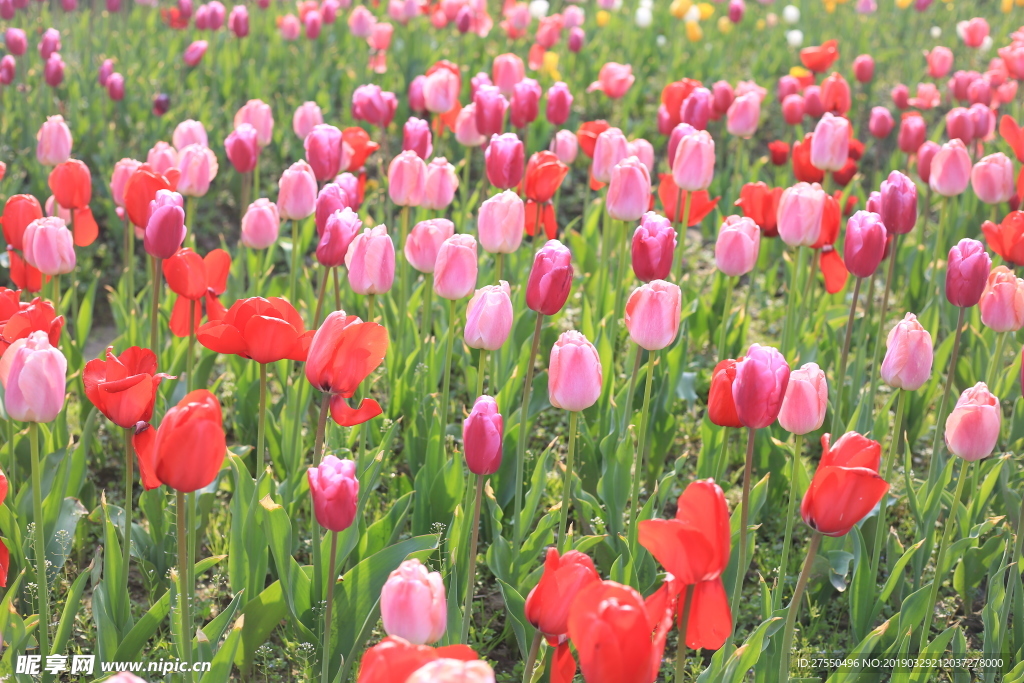 郁金香花海