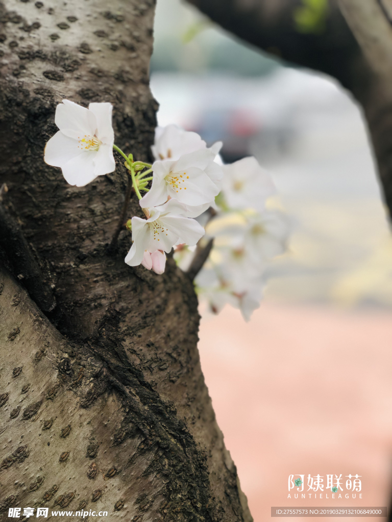 樱花