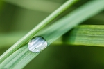雨露