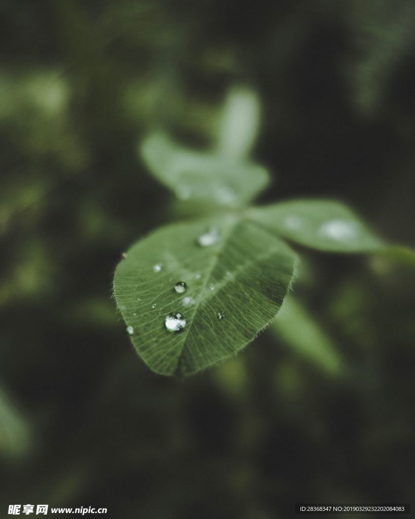 雨露