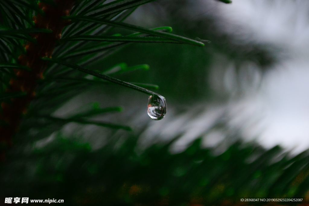 雨露