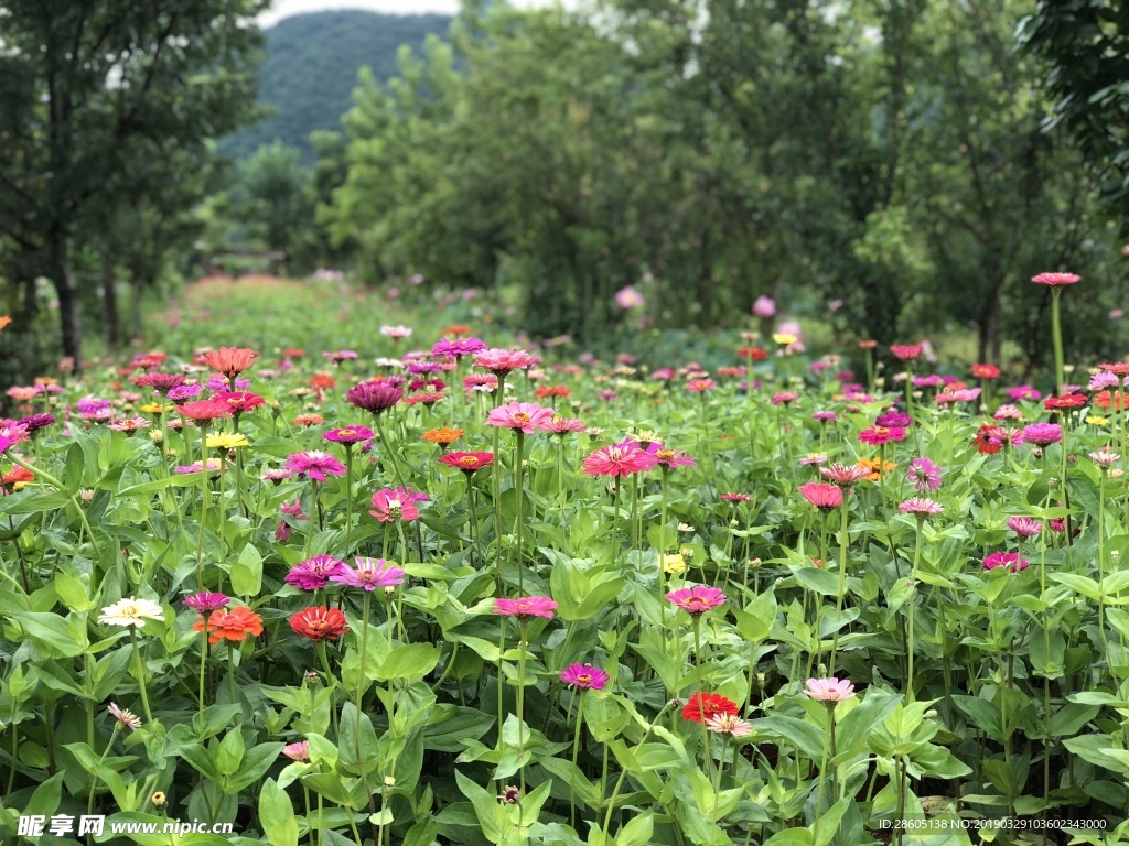 花田