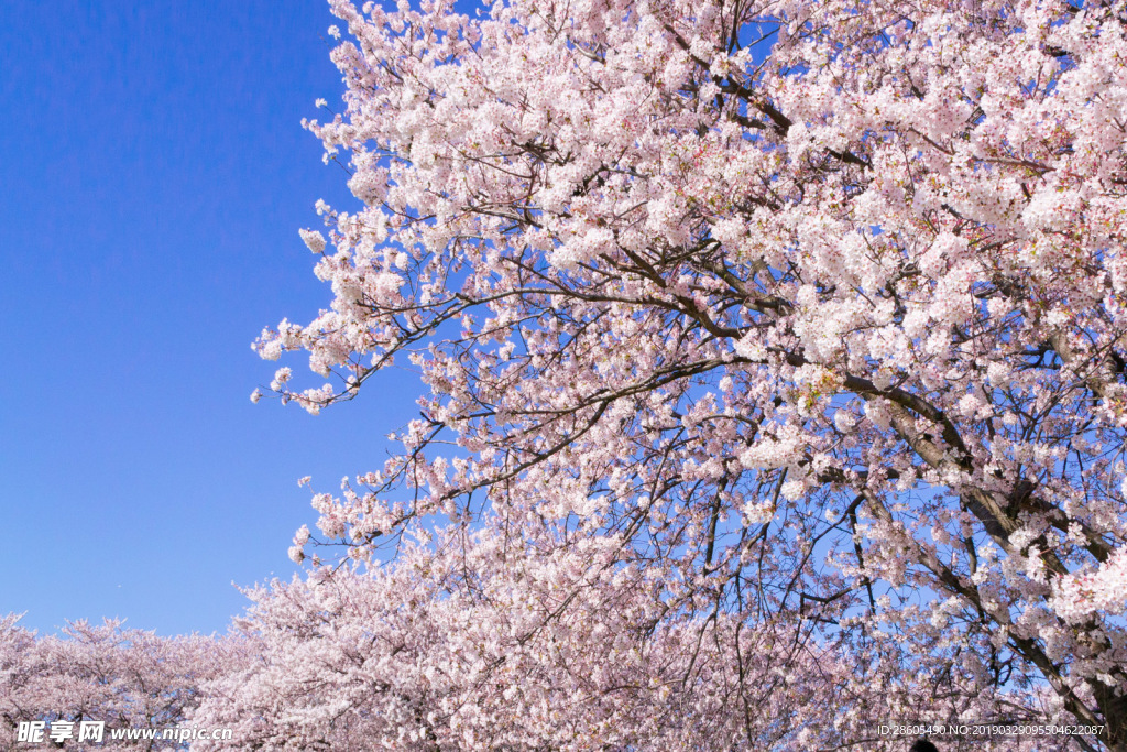 樱花树