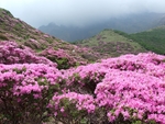 满山红花