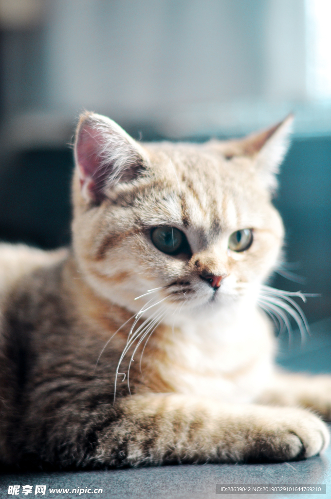 猫
