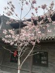最美的花