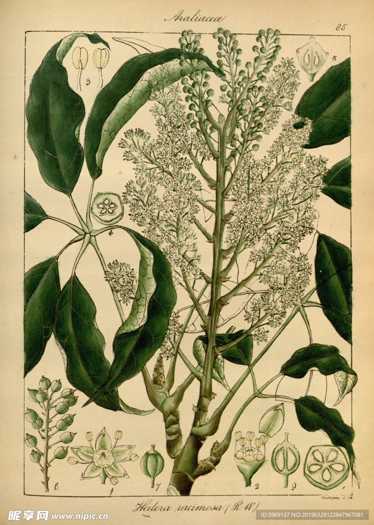 欧式美式手绘自然植物本草插画