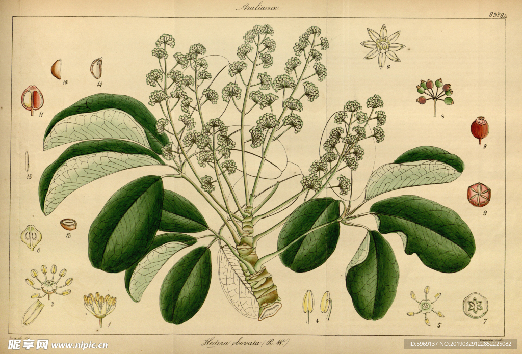 欧式美式手绘自然植物本草插画