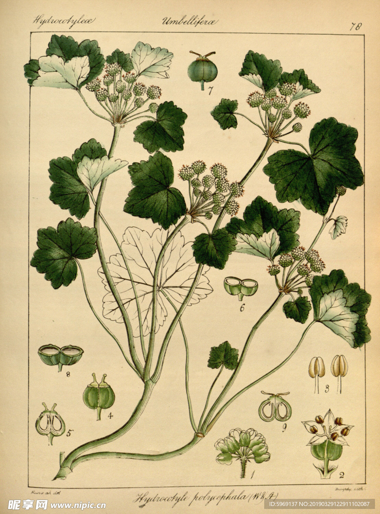 欧式美式手绘自然植物本草插画