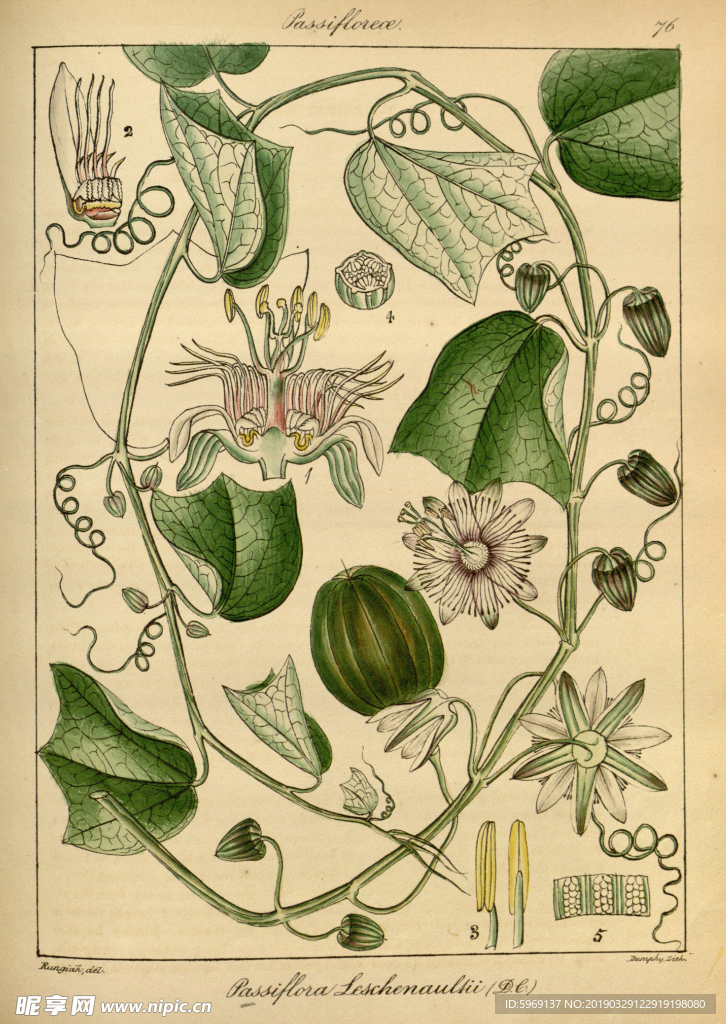 欧式美式手绘自然植物本草插画