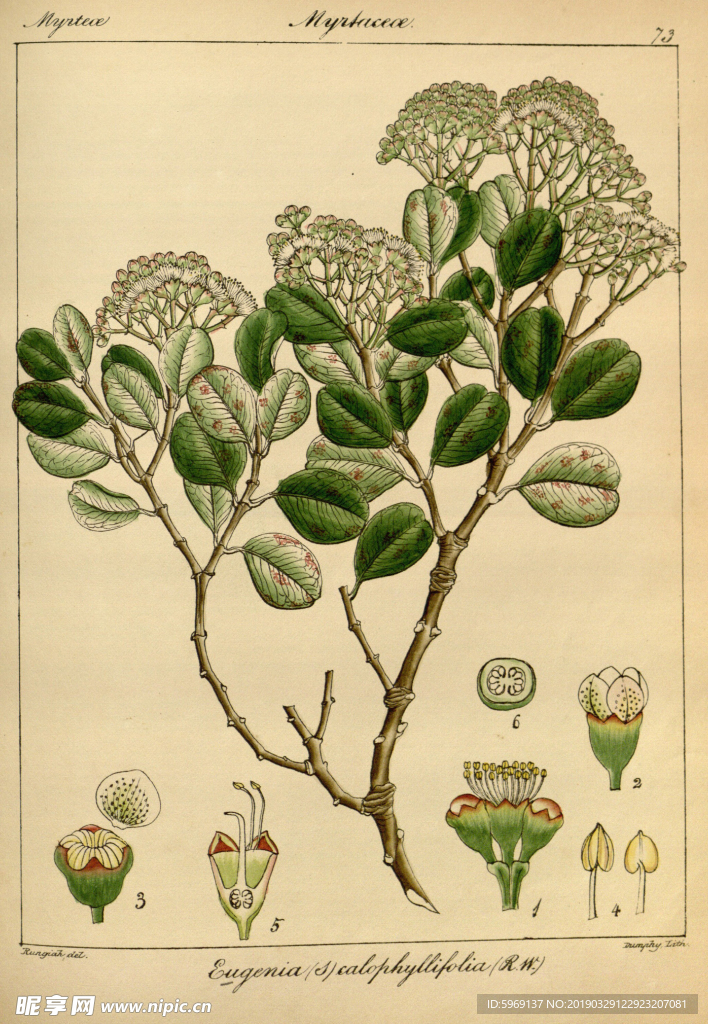 欧式美式手绘自然植物本草插画