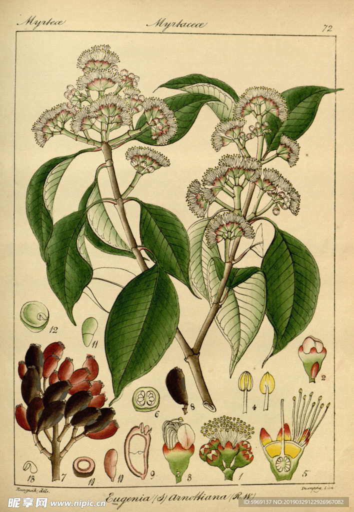 欧式美式手绘自然植物本草插画