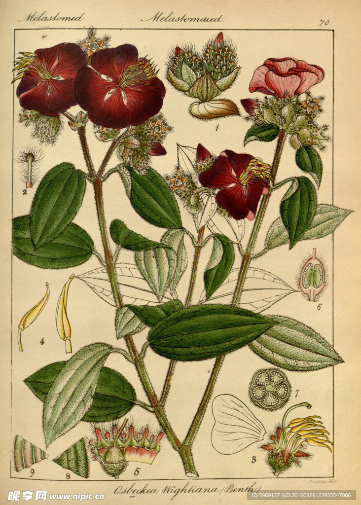 欧式美式手绘自然植物本草插画