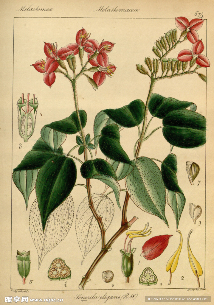 欧式美式手绘自然植物本草插画