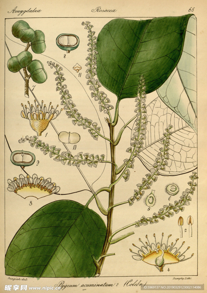 欧式美式手绘自然植物本草插画