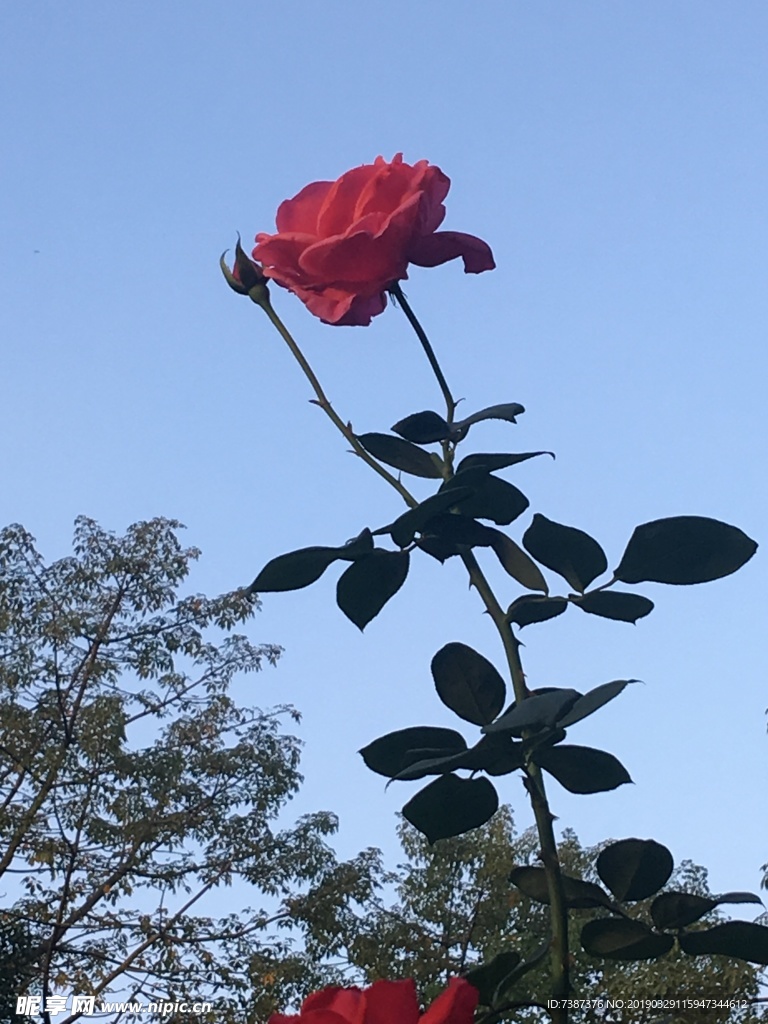 月季花