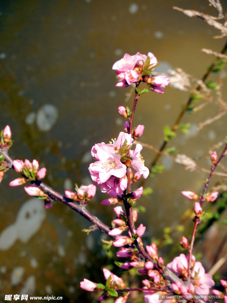 桃花