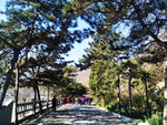 松树林