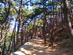 松树林