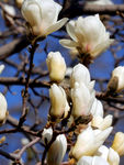 玉兰花