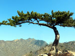 盘山松