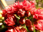 长寿花