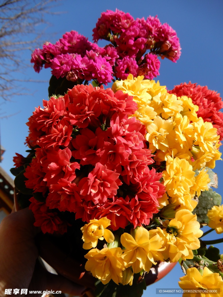 长寿花