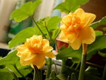 水仙花