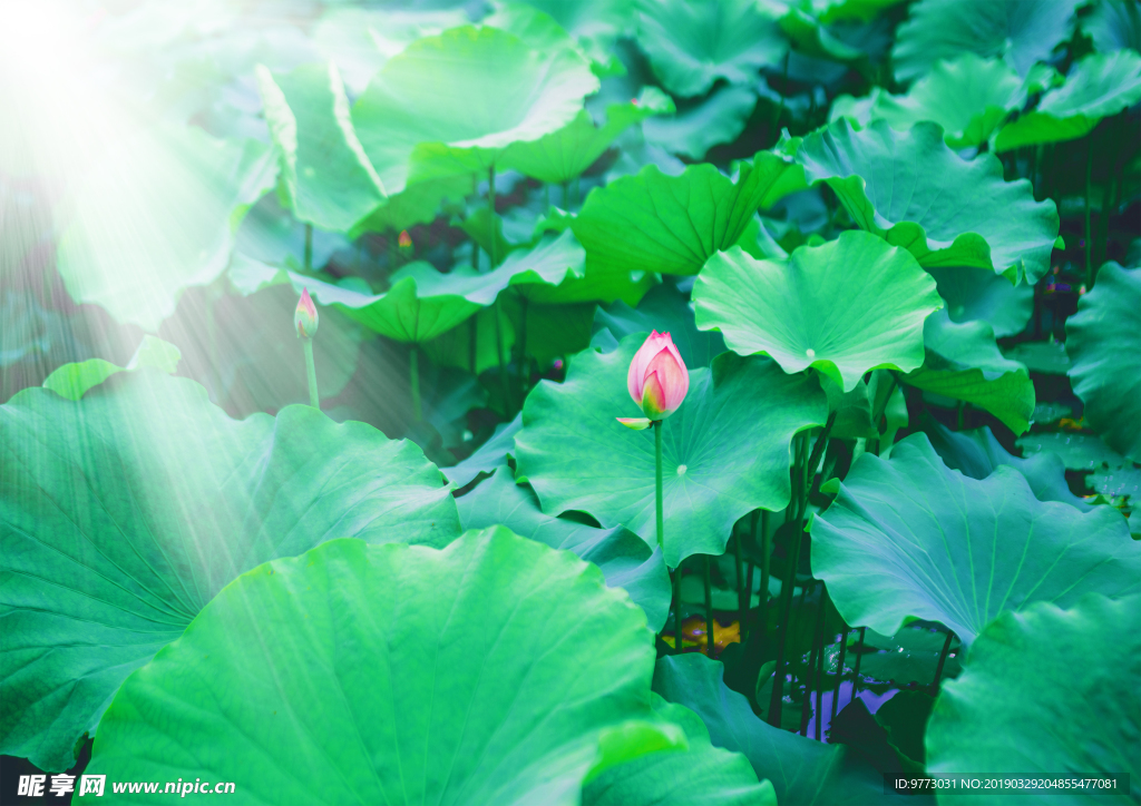 荷花