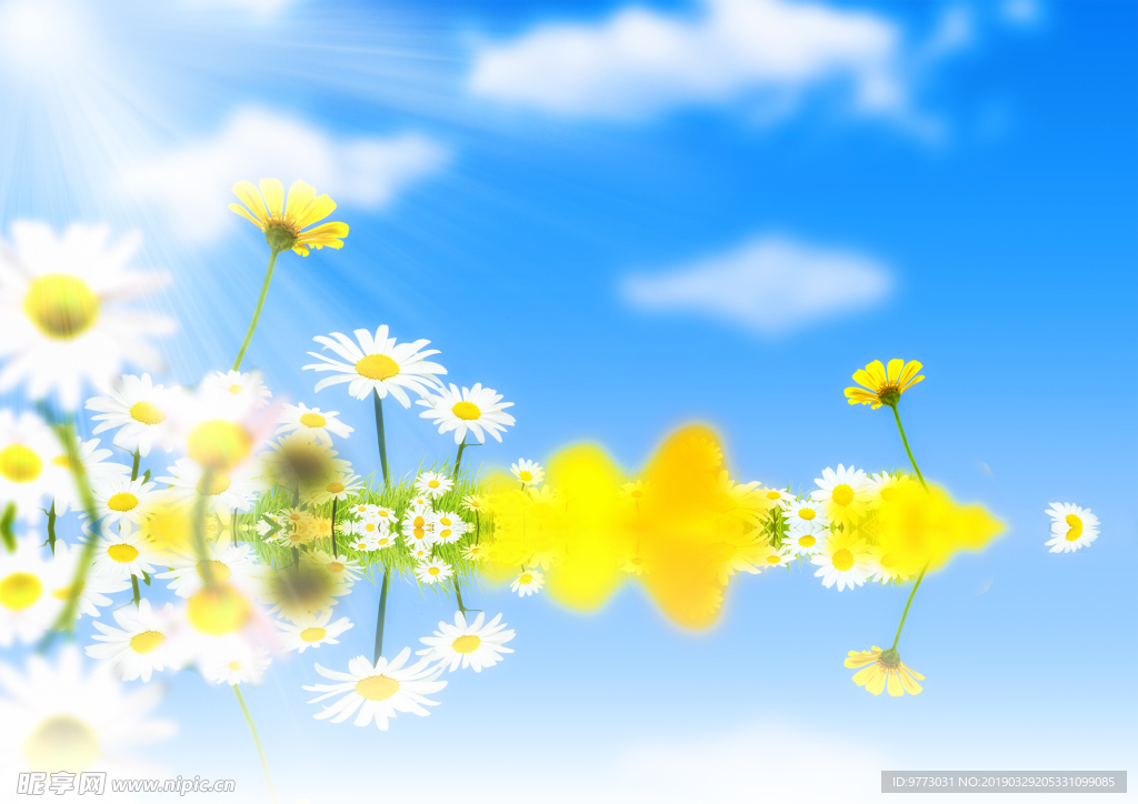 菊花