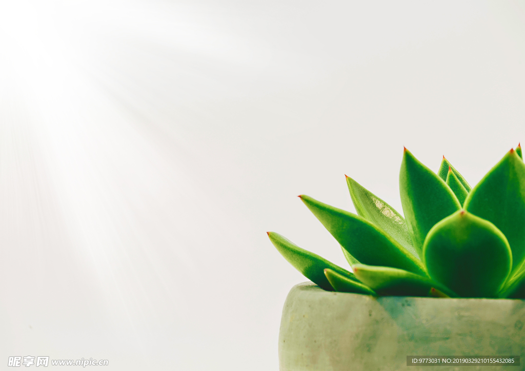 植物