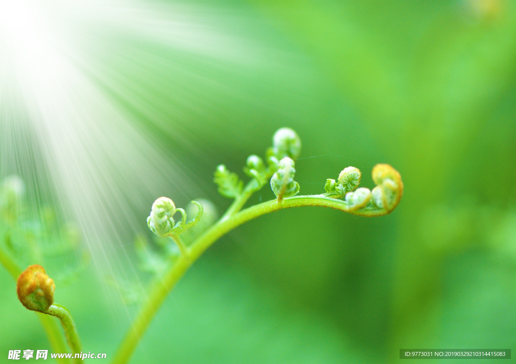 植物