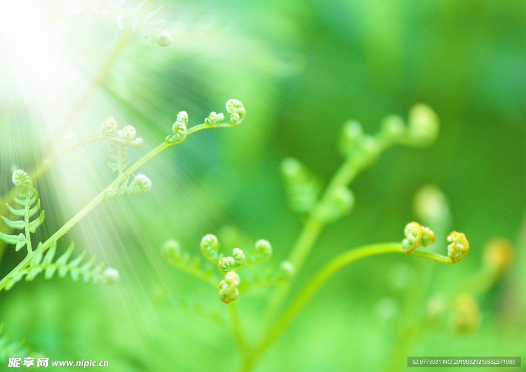 植物