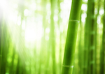 植物