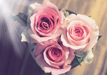 玫瑰花